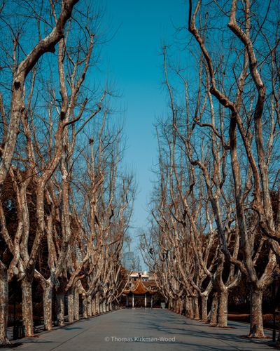 Shanghai 2026 photograph